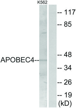 Anti-APOBEC4 antibody produced in rabbit