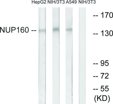 Anti-NUP160 antibody produced in rabbit