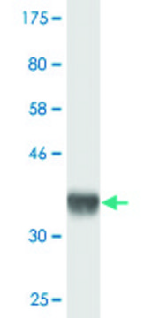 Monoclonal Anti-SETDB2 antibody produced in
