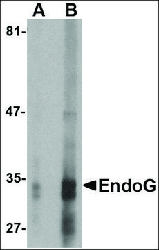 Monoclonal Anti-EndoG antibody produced in