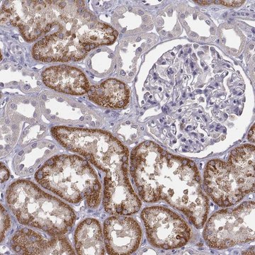 Anti-KMO antibody produced in rabbit