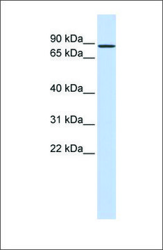 Anti-RBAK antibody produced in rabbit