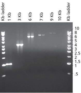 JumpStart™ Taq DNA Polymerase
