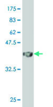 Monoclonal Anti-MAFA antibody produced in