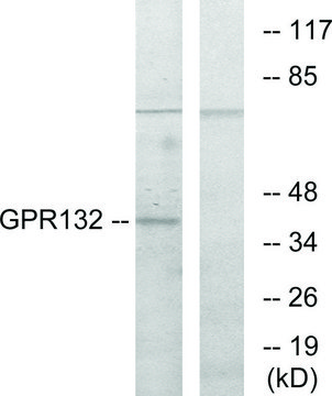 Anti-GPR132 antibody produced in rabbit
