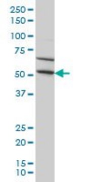 Monoclonal Anti-TRIM49 antibody produced in