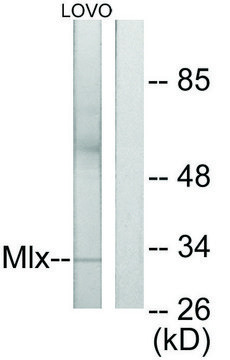 Anti-MLX antibody produced in rabbit