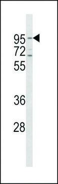 ANTI-CD71(C-TERMINAL) antibody produced in rabbit