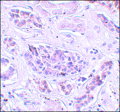 Anti-ATG3 antibody produced in rabbit
