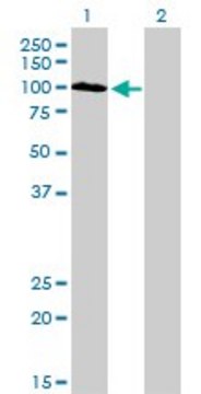 Monoclonal Anti-SYNJ2 antibody produced in