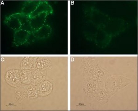 Anti-Potassium Channel K?1.3 (extracellular) antibody