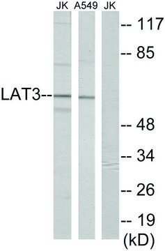 Anti-LAT3 antibody produced in rabbit