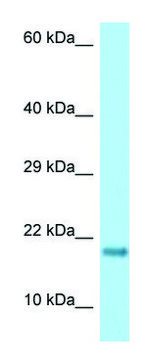 Anti-RPS17 antibody produced in rabbit