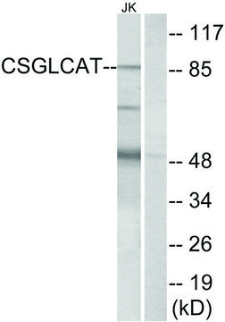 Anti-CSGLCAT antibody produced in rabbit