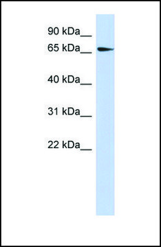 Anti-SRC, (N-terminal) antibody produced in
