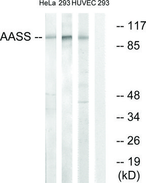 Anti-AASS antibody produced in rabbit