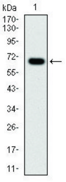 Monoclonal Anti-G6PD antibody produced in