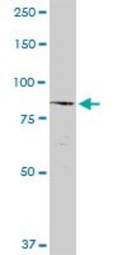 Anti-NCSTN antibody produced in rabbit
