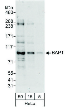 Rabbit anti-BAP1 Antibody, Affinity Purified