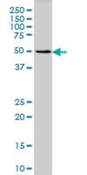 Monoclonal Anti-GPR24 antibody produced in