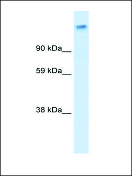 Anti-CACNA2D1 antibody produced in rabbit