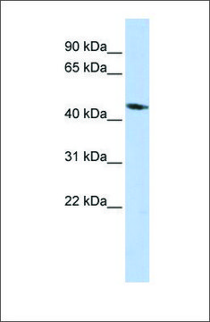 Anti-KCNJ1 antibody produced in rabbit
