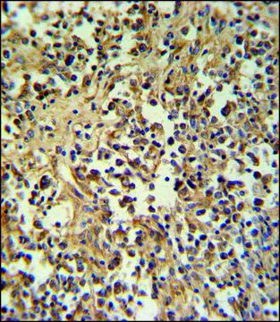 ANTI-GZMM (CENTER) antibody produced in
