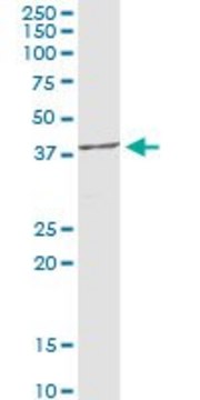 Anti-PPA2 antibody produced in rabbit