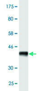 Monoclonal Anti-ANGPTL6 antibody produced in