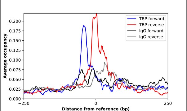 Anti-TBP antibody produced in rabbit