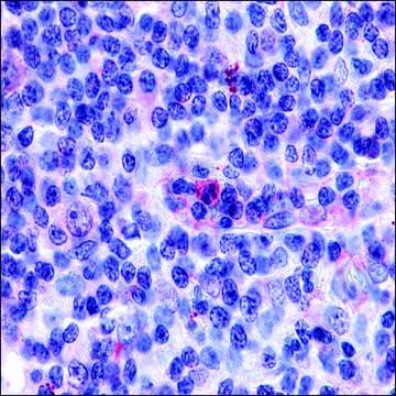 Anti-GPR65 antibody produced in rabbit