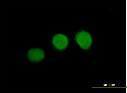 Anti-WDR45 antibody produced in mouse