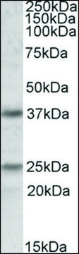 Anti-PDPN antibody produced in goat