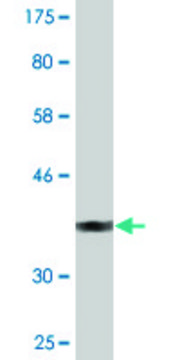 Monoclonal Anti-SUSD5 antibody produced in