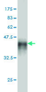 Monoclonal Anti-MAST2 antibody produced in