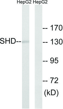 Anti-SHD antibody produced in rabbit