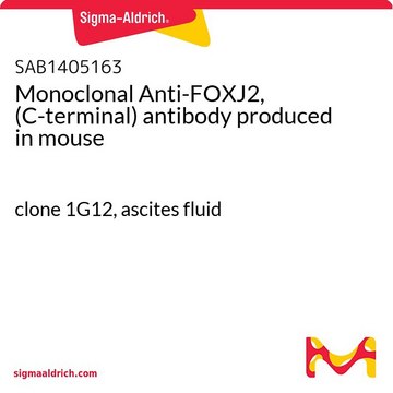Monoclonal Anti-FOXJ2, (C-terminal) antibody produced