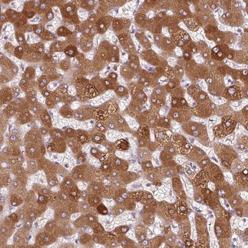Anti-ORM1 antibody produced in rabbit
