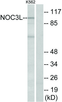 Anti-NOC3L antibody produced in rabbit
