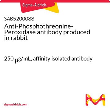Anti-Phosphothreonine-Peroxidase antibody produced in rabbit