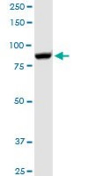 Anti-GSN antibody produced in rabbit