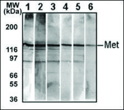 MONOCLONAL ANTI-BI-PHOSPHO-MET/HGFR(Y1234/Y1235) antibody produced in