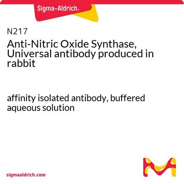Anti-Nitric Oxide Synthase, Universal antibody