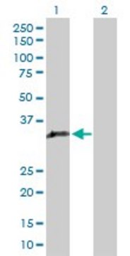Anti-GIMAP5 antibody produced in rabbit