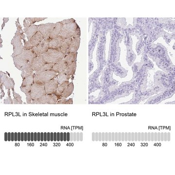 Anti-RPL3L antibody produced in rabbit