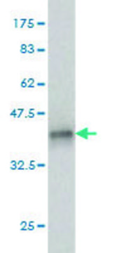 ANTI-PRKCD antibody produced in mouse