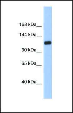 Anti-HIF1A