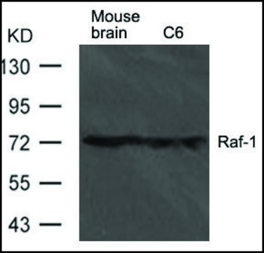 Anti-Raf1 antibody produced in rabbit