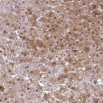 Anti-SRGAP1 antibody produced in rabbit