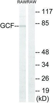 Anti-GCF antibody produced in rabbit